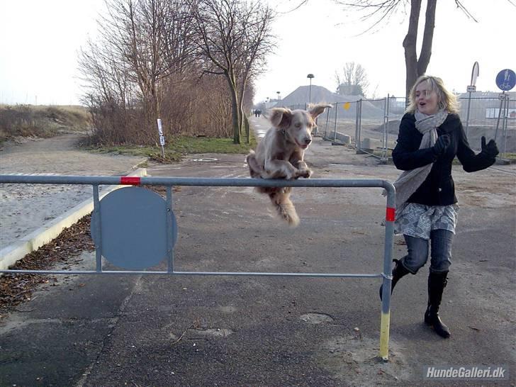 Langhåret Weimaraner Luna - Hun springer 130 cm !! :) (damen er min mor :I) billede 11