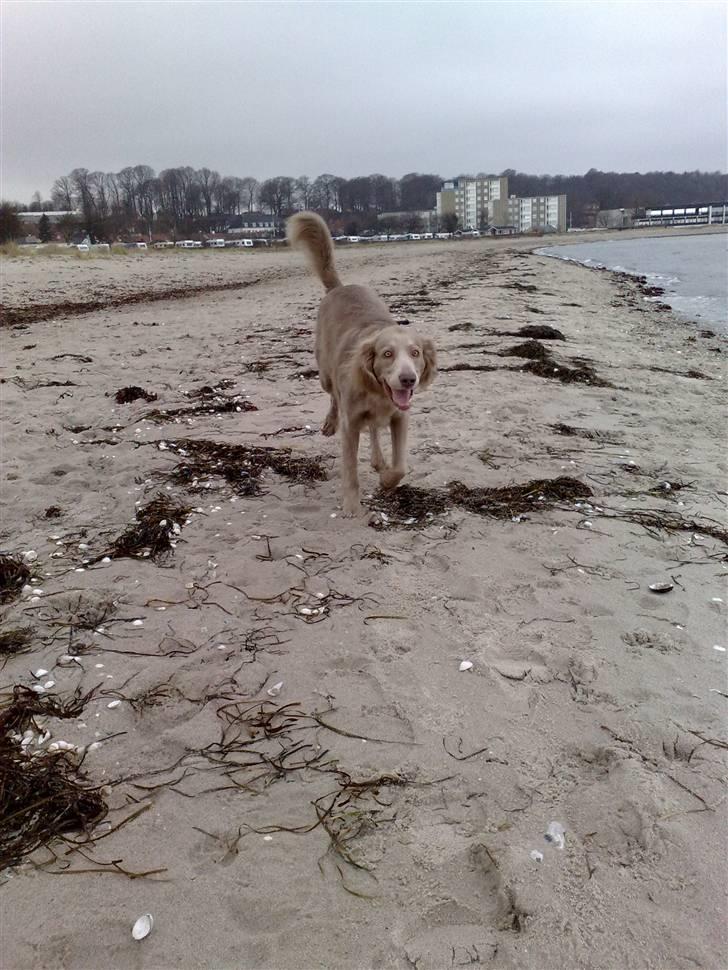 Langhåret Weimaraner Luna - Løber glad på stranden (; billede 12