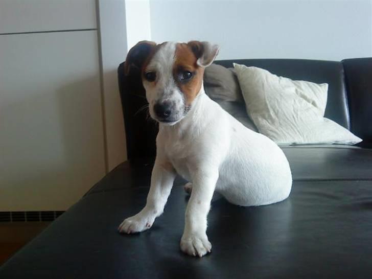 Jack russell terrier Mille - Lige kommet hjem og er lidt betuttet. billede 1