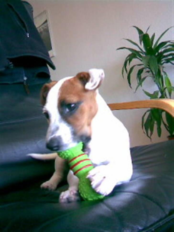 Jack russell terrier Mille billede 2