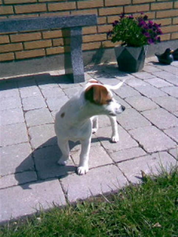 Jack russell terrier Mille billede 4