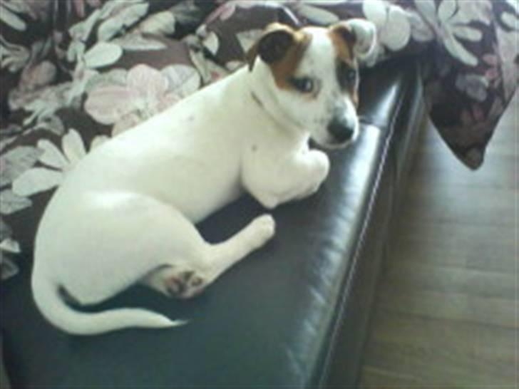 Jack russell terrier Mille billede 5