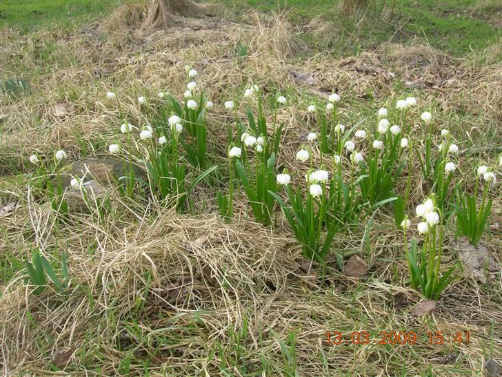 Samojedhund Taiga Himmelhund - Dorothealiljer på Taigas grav foråret 2009 billede 10