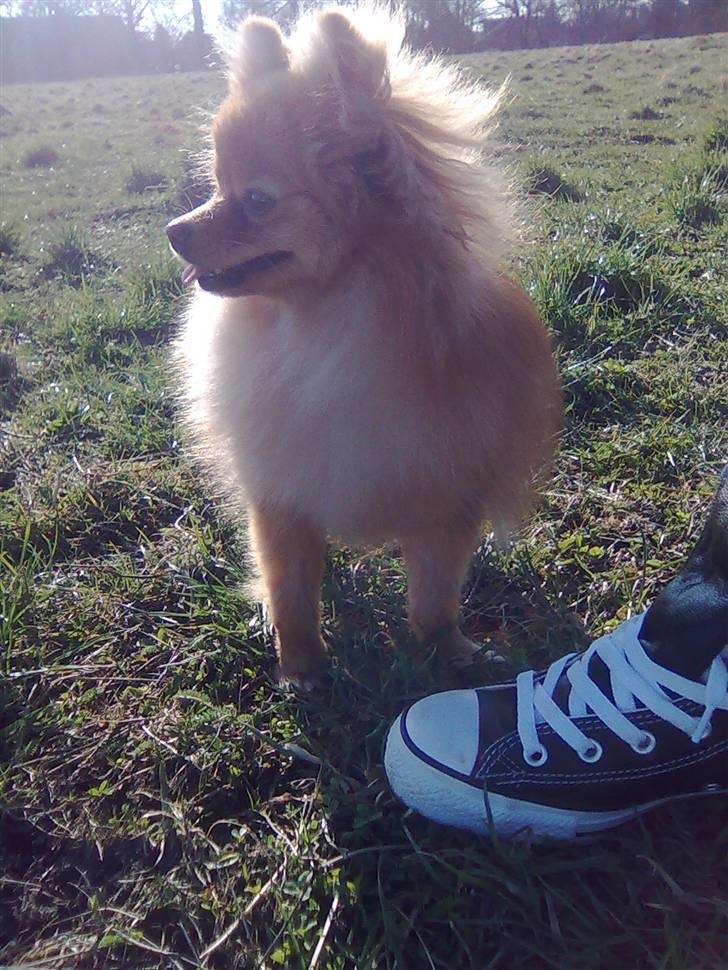 Pomeranian Naya Yasmin a.k.a. Naya - Aaah det er dejligt at slappe af ude på engen.  billede 9