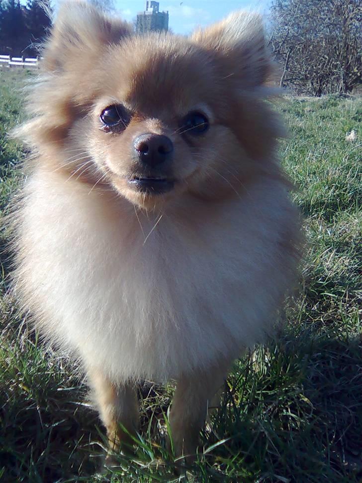 Pomeranian Naya Yasmin a.k.a. Naya - Smiiiil billede 10