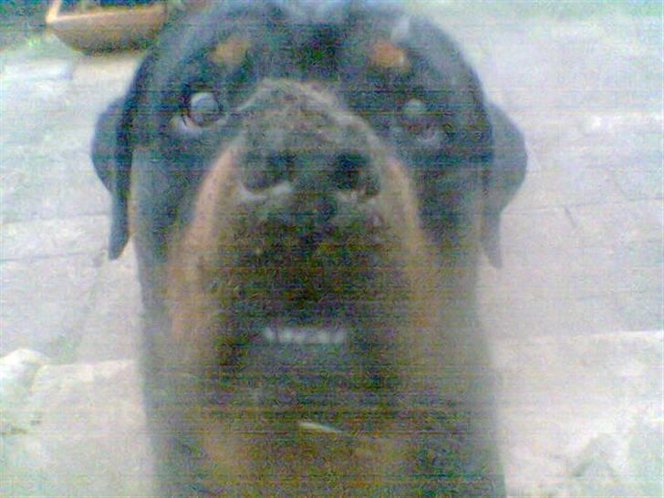 Rottweiler Onex vom Hause Anin R.I.P - stor hund i nyt element :o) billede 13