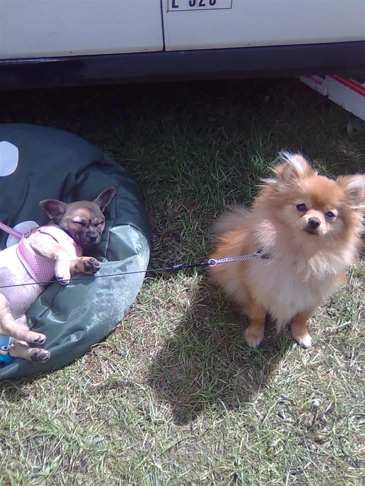 Pomeranian Naya Yasmin a.k.a. Naya - Naya nu 1 år gammel med på Døllefjeldemussemarked sammen med chihuahua hvalpen Jessica. billede 11