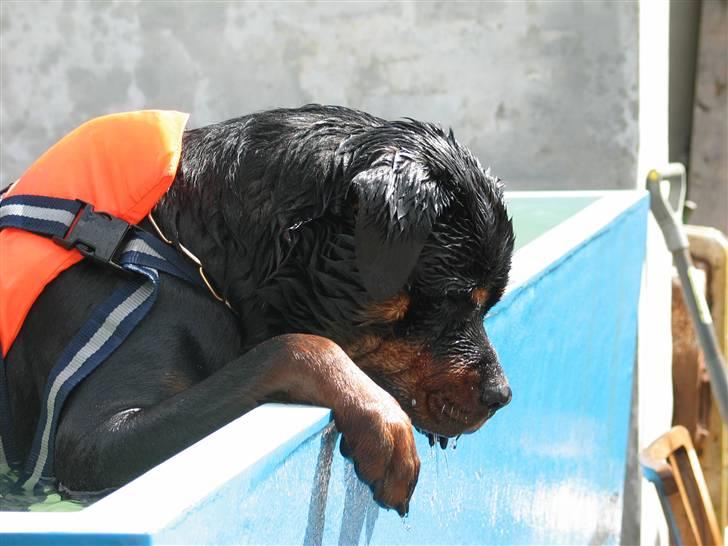 Rottweiler Onex vom Hause Anin R.I.P billede 14