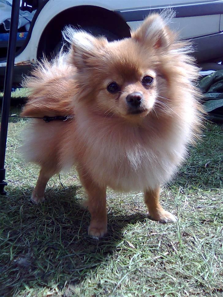 Pomeranian Naya Yasmin a.k.a. Naya - Kan vi ikke gå en tur igen? billede 15