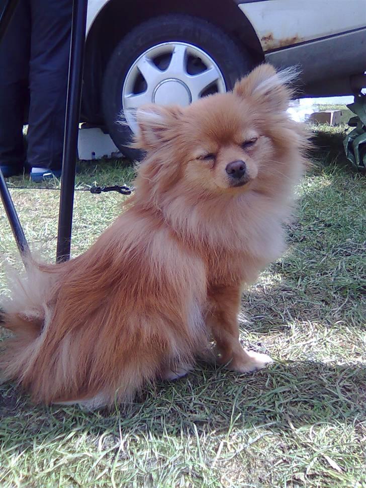 Pomeranian Naya Yasmin a.k.a. Naya - Det er trættende at være på kræmmermarked.. billede 16