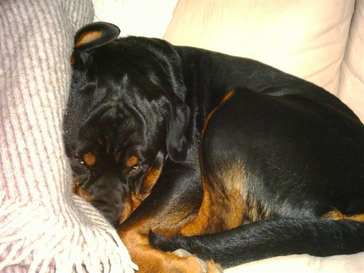 Rottweiler Onex vom Hause Anin R.I.P billede 15