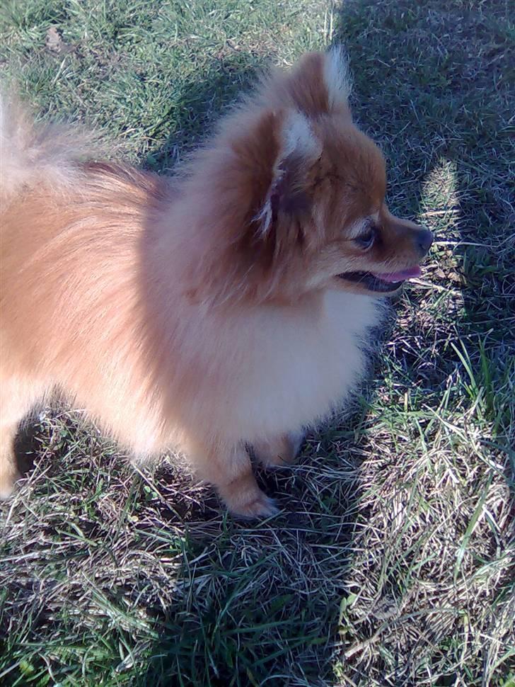 Pomeranian Naya Yasmin a.k.a. Naya - En glad Naya på engen. billede 17