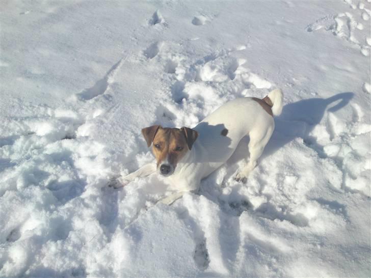 Jack russell terrier Tumle <3 billede 1