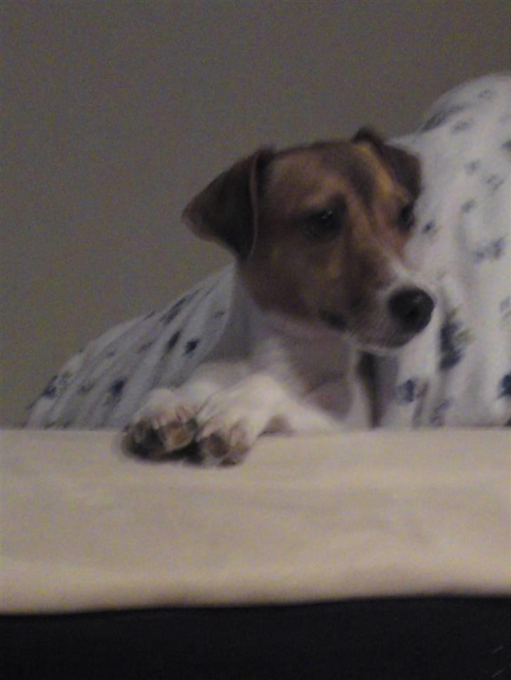 Jack russell terrier Tumle <3 billede 3