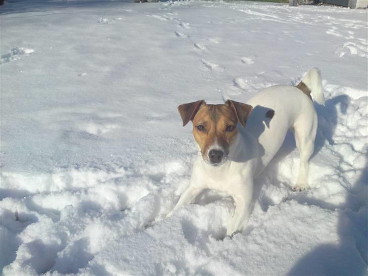 Jack russell terrier Tumle <3 billede 5