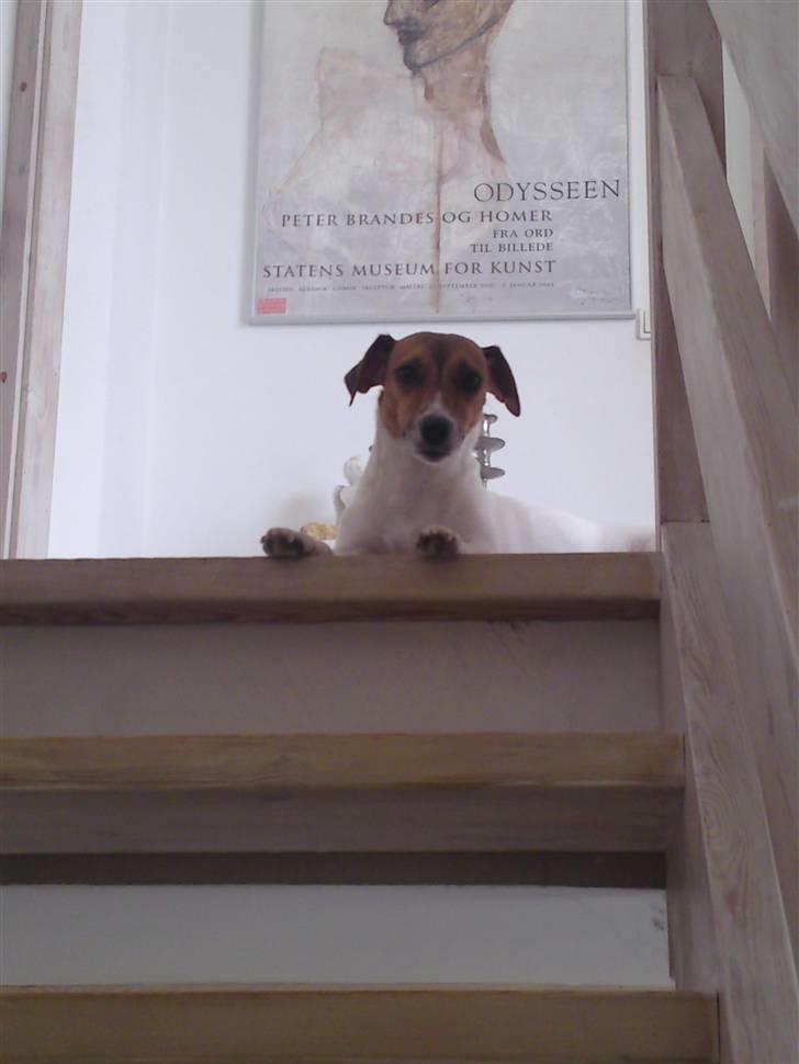 Jack russell terrier Tumle <3 billede 7