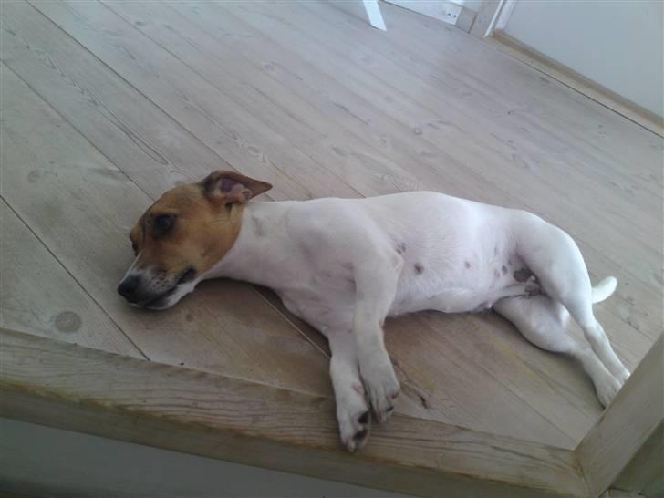 Jack russell terrier Tumle <3 billede 8