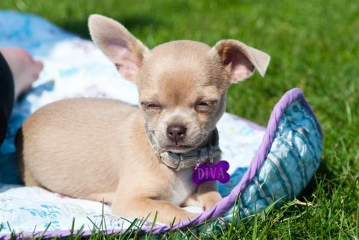 Chihuahua Diva billede 13