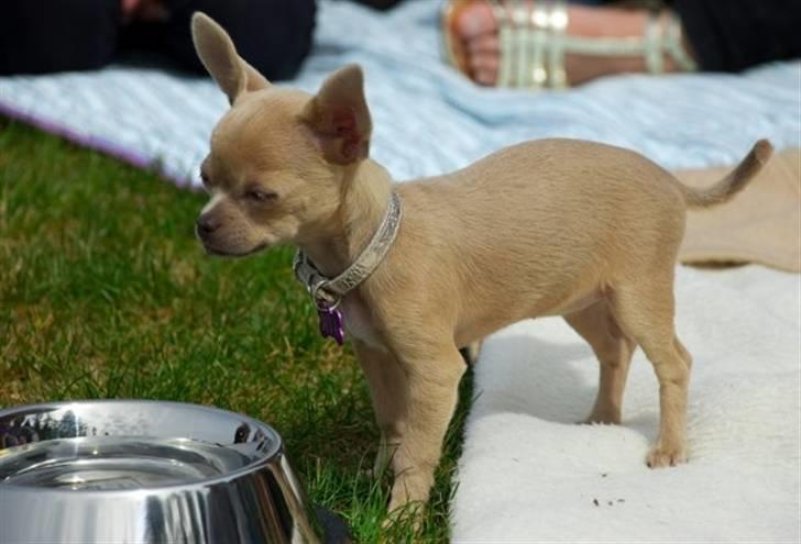 Chihuahua Diva billede 14