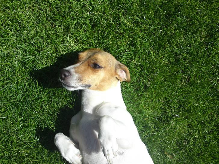 Jack russell terrier Tumle <3 billede 11