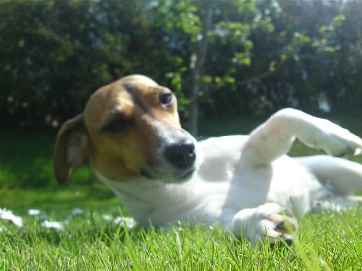 Jack russell terrier Tumle <3 billede 13