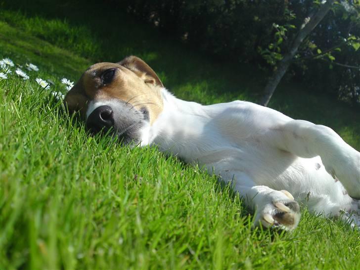 Jack russell terrier Tumle <3 billede 14