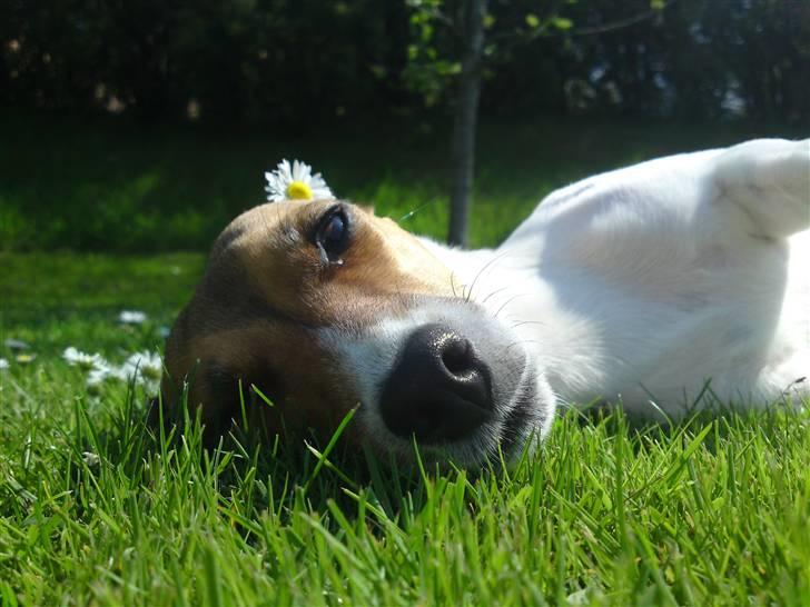 Jack russell terrier Tumle <3 billede 15