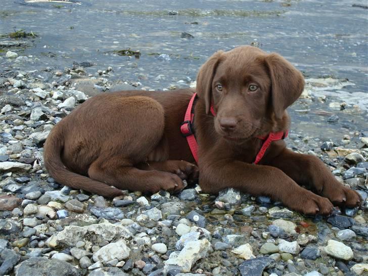 Labrador retriever Morgan - Hej og velkommen til min profil. Tjek mig ud, jeg er rigtig kær.. :) billede 1