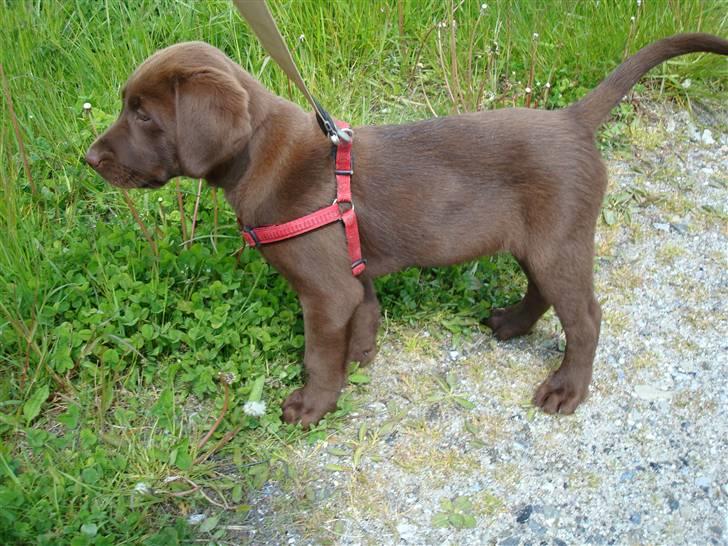 Labrador retriever Morgan - Min første tur i sele og snor.. billede 2