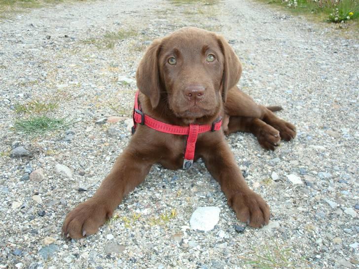 Labrador retriever Morgan - Morgan billede 3