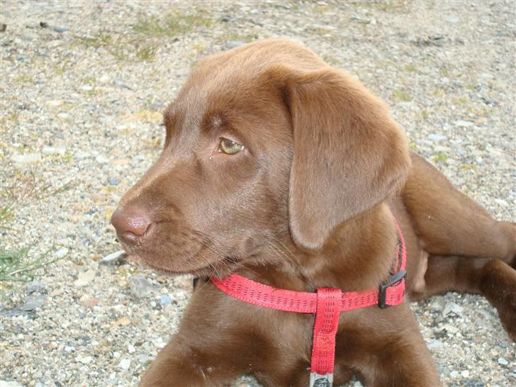 Labrador retriever Morgan - Lille søde jeg..  billede 4