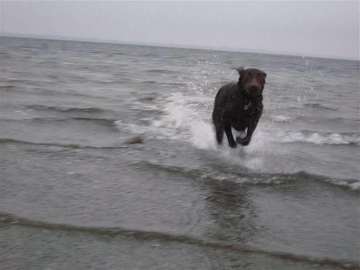 Labrador retriever Morgan - Morgan billede 18