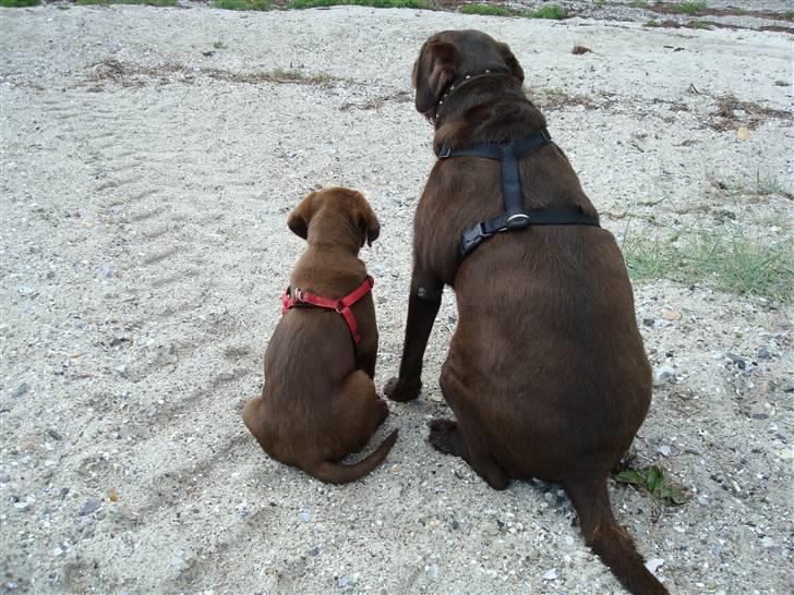 Labrador retriever Morgan - Morgan og Futte ved stranden.. billede 15