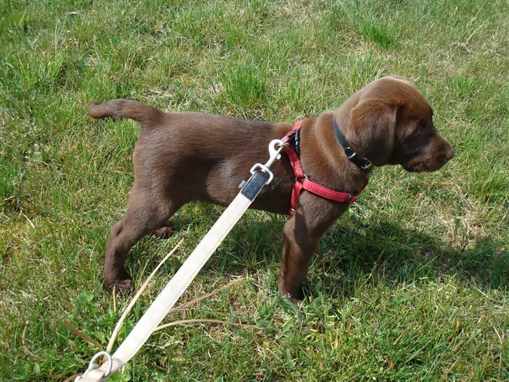 Labrador retriever Morgan - Morgan billede 5