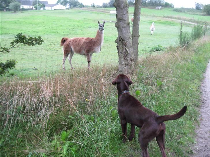 Labrador retriever Morgan - Morgan billede 19