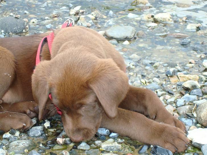 Labrador retriever Morgan - Morgan´s første tur ved stranden.. billede 7