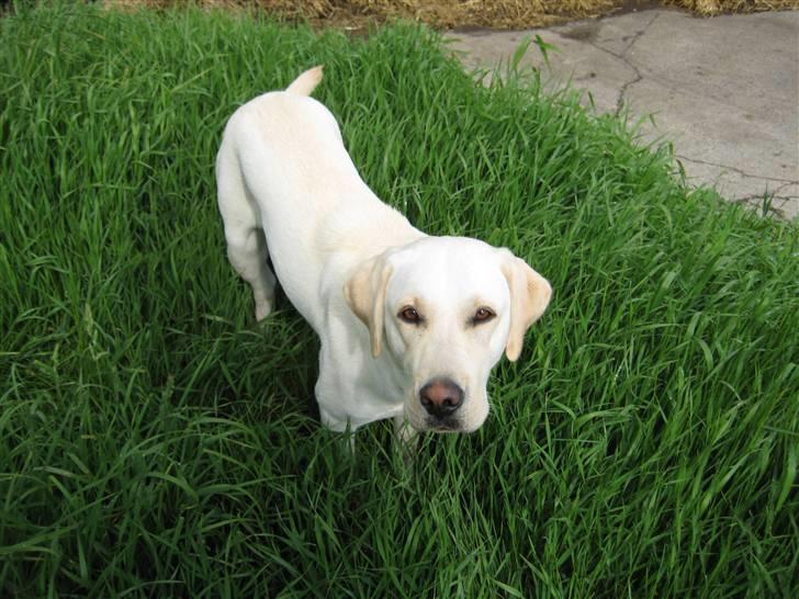 Labrador retriever Donna - Er jeg ikk smuk : ) billede 6