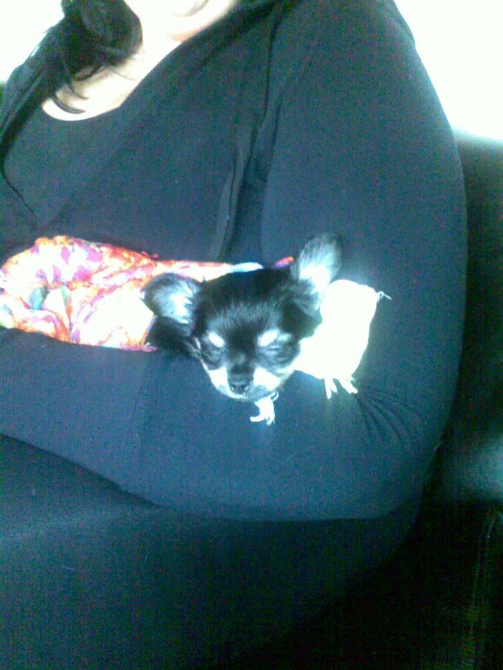 Chihuahua Louis Vuitton Hansen billede 6