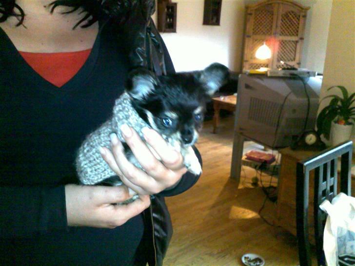 Chihuahua Louis Vuitton Hansen billede 8