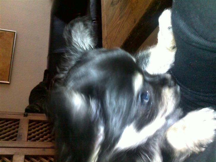 Chihuahua Louis Vuitton Hansen billede 9