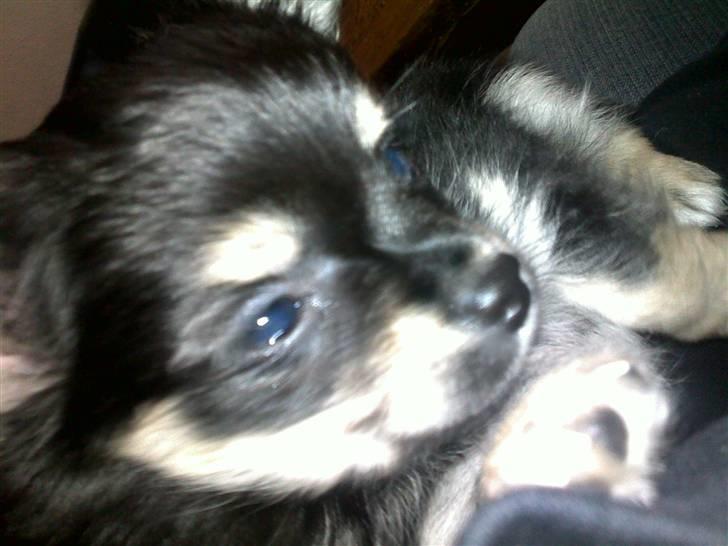 Chihuahua Louis Vuitton Hansen billede 10