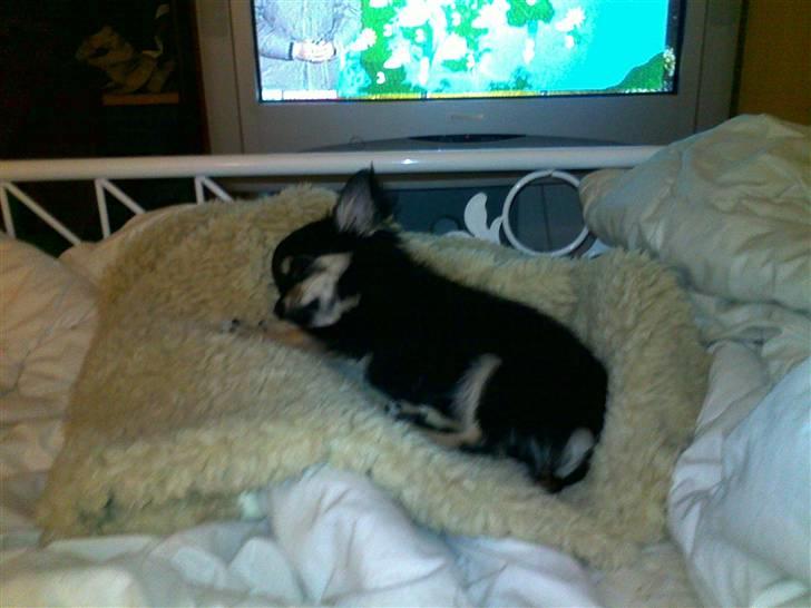 Chihuahua Louis Vuitton Hansen billede 11