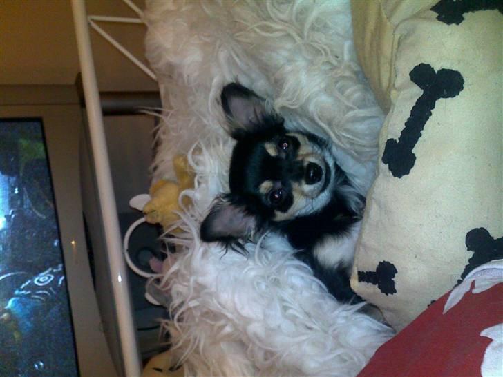 Chihuahua Louis Vuitton Hansen billede 12