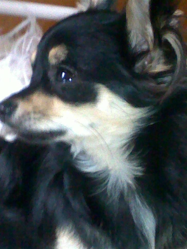 Chihuahua Louis Vuitton Hansen billede 13