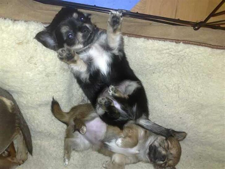 Chihuahua Louis Vuitton Hansen billede 15