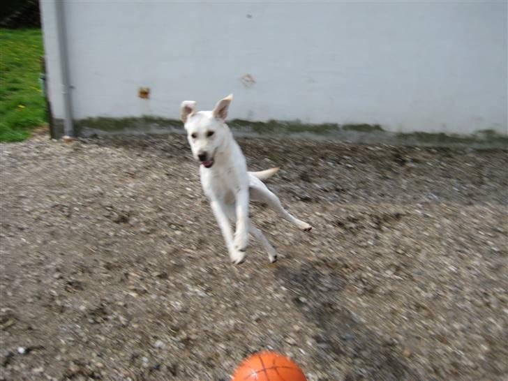 Labrador retriever Donna - Tja! billede 7