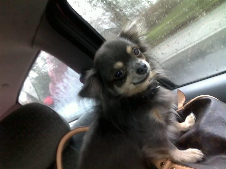 Chihuahua Royal billede 1