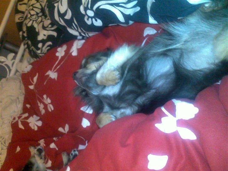 Chihuahua Royal billede 3