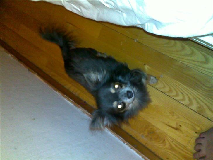 Chihuahua Royal billede 4