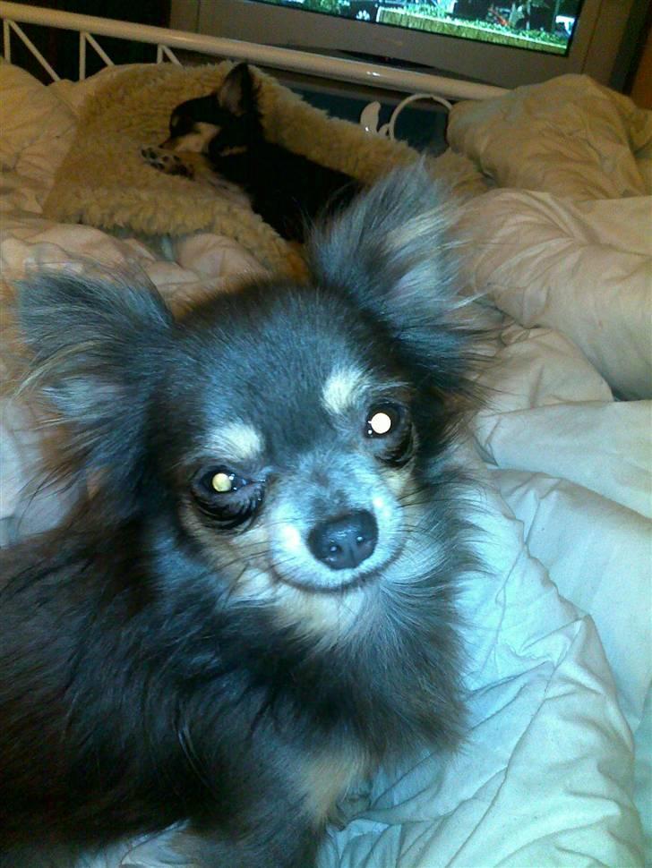 Chihuahua Royal billede 5